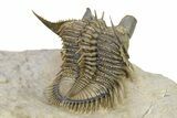 Amazing, Tower Eyed Erbenochile Trilobite - Morocco #316435-5